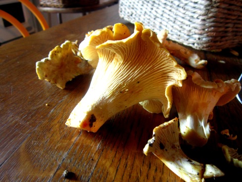 Foraging my own Chanterelle mushrooms.